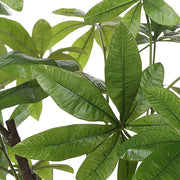 Uttermost Pachira Money Tree Botanicals
