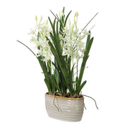 Uttermost Ariana Orchid Botanicals