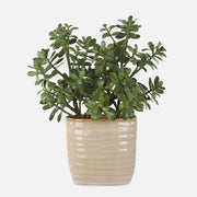 Uttermost Crassula Jade Accent Botanicals