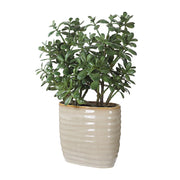 Uttermost Crassula Jade Accent Botanicals