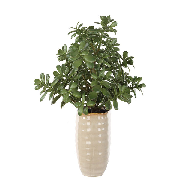Uttermost Crassula Jade Accent Botanicals