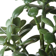 Uttermost Crassula Jade Accent Botanicals
