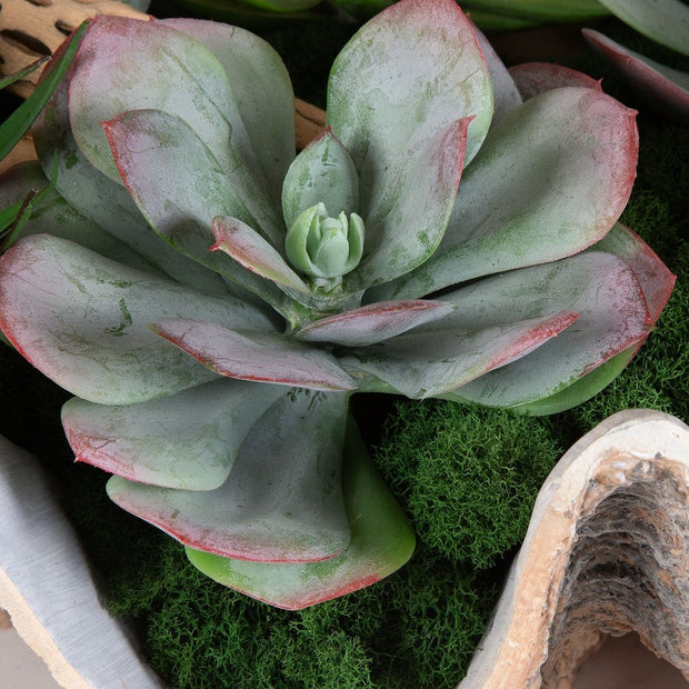Uttermost Seaside Breeze Succulents Botanicals