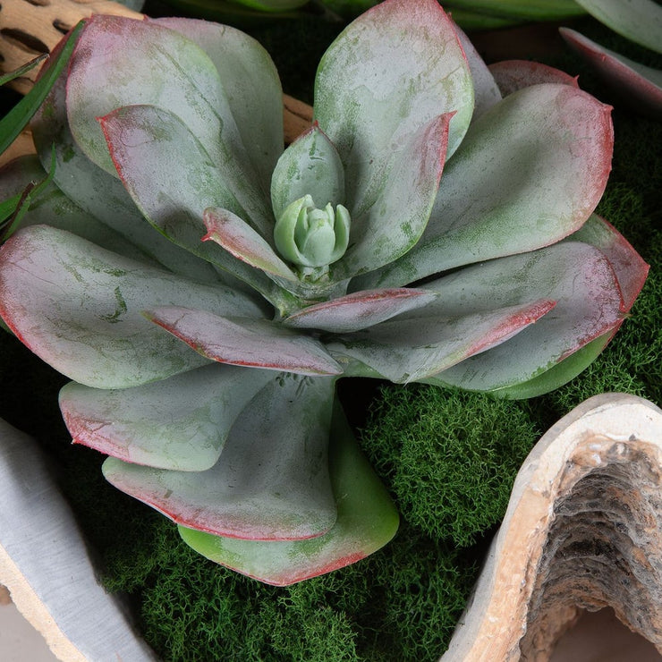 Uttermost Seaside Breeze Succulents Botanicals