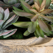 Uttermost Seaside Breeze Succulents Botanicals
