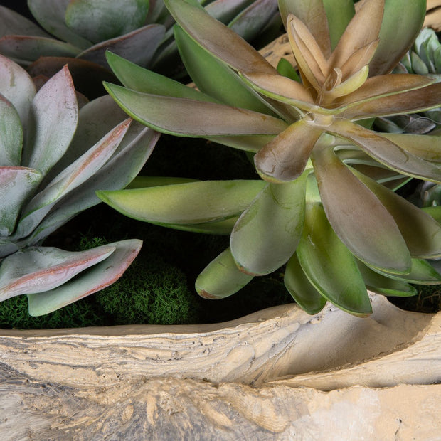 Uttermost Seaside Breeze Succulents Botanicals