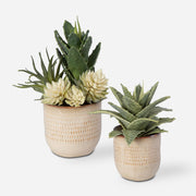 Uttermost Seaside Succulents, Set Of Two  Botanicals