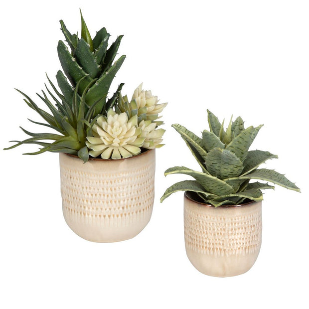 Uttermost Seaside Succulents, Set Of Two  Botanicals