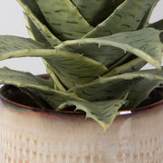 Uttermost Seaside Succulents, Set Of Two  Botanicals
