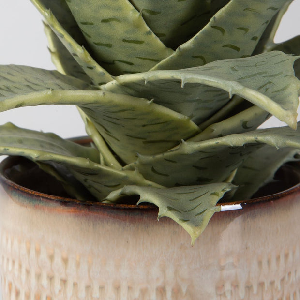 Uttermost Seaside Succulents, Set Of Two  Botanicals