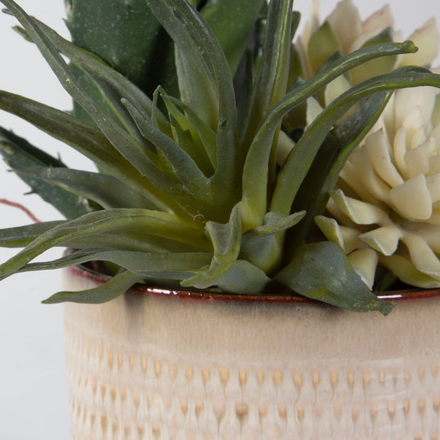 Uttermost Seaside Succulents, Set Of Two  Botanicals