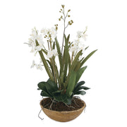 Uttermost Moth Orchid Planter Botanicals