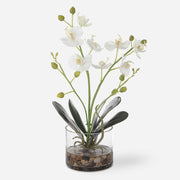 Uttermost Glory Orchid, White Botanicals