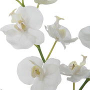 Uttermost Glory Orchid, White Botanicals