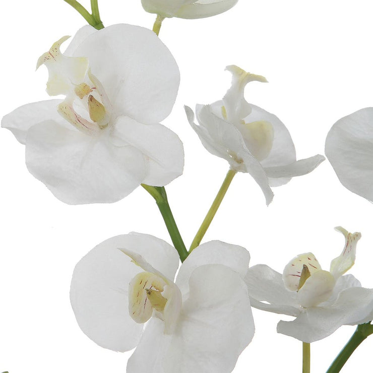 Uttermost Glory Orchid, White Botanicals