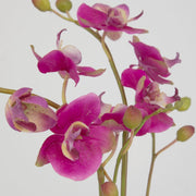 Uttermost Glory Orchid, Fuschia Botanicals