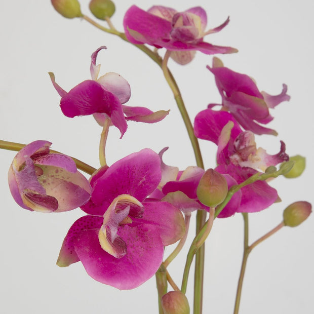 Uttermost Glory Orchid, Fuschia Botanicals