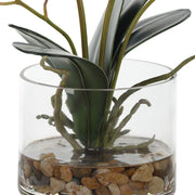Uttermost Glory Orchid, Fuschia Botanicals