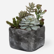 Uttermost Alverio Succulents Botanicals