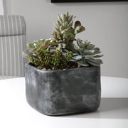 Uttermost Alverio Succulents Botanicals