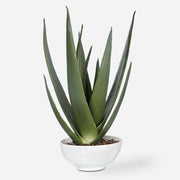 Uttermost Evarado Aloe Planter Botanicals