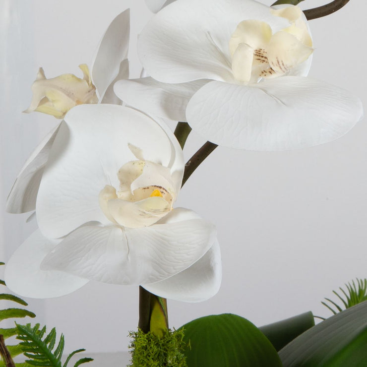 Uttermost Transcend Orchid Botanicals