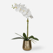 Uttermost Cami Orchid, Brass Botanicals