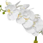 Uttermost Cami Orchid, Brass Botanicals