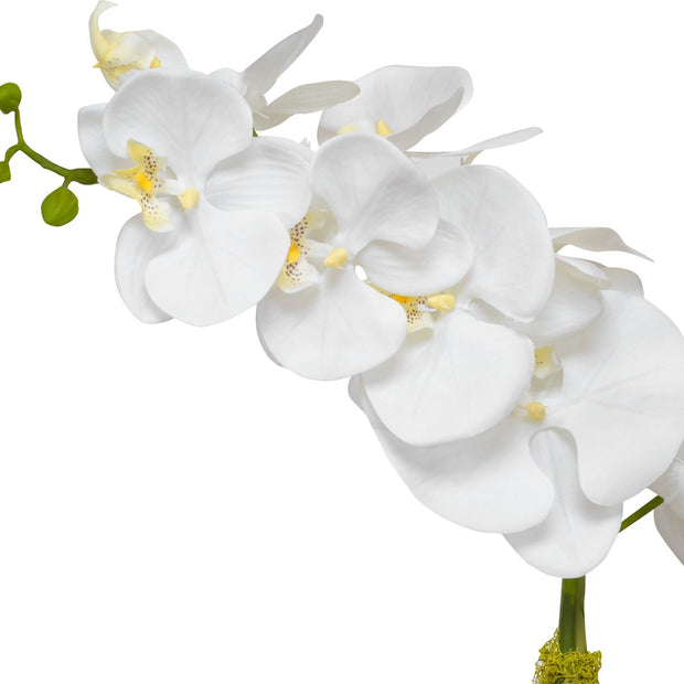 Uttermost Cami Orchid, Brass Botanicals