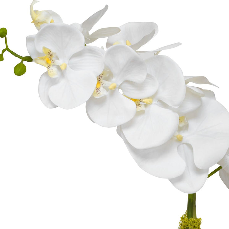Uttermost Cami Orchid, Brass Botanicals