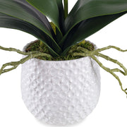 Uttermost Cami Orchid Botanicals