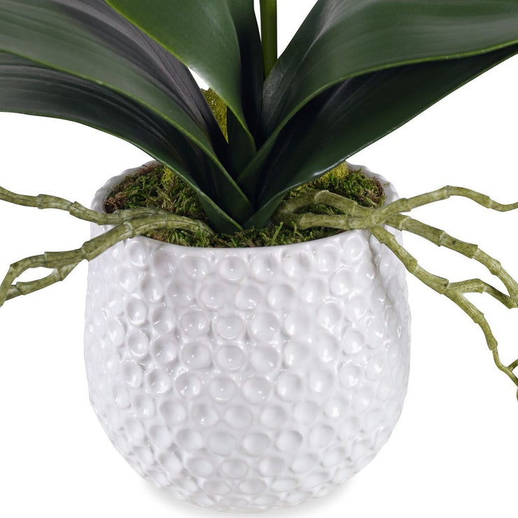 Uttermost Cami Orchid Botanicals