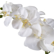Uttermost Cami Orchid Botanicals