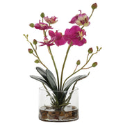Uttermost Glory Orchid, Fuschia Botanicals