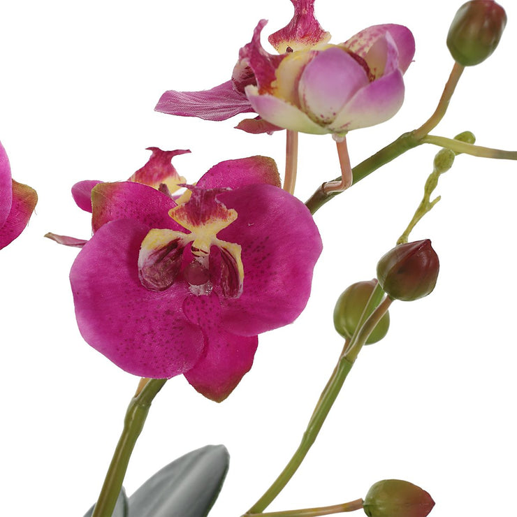 Uttermost Glory Orchid, Fuschia Botanicals