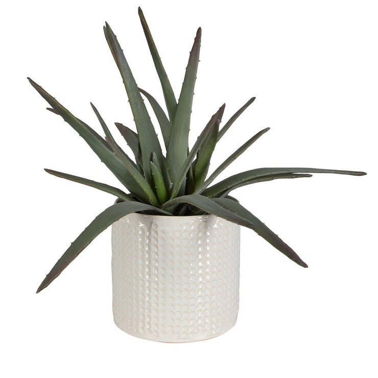 Uttermost Taos Aloe Centerpiece Botanicals