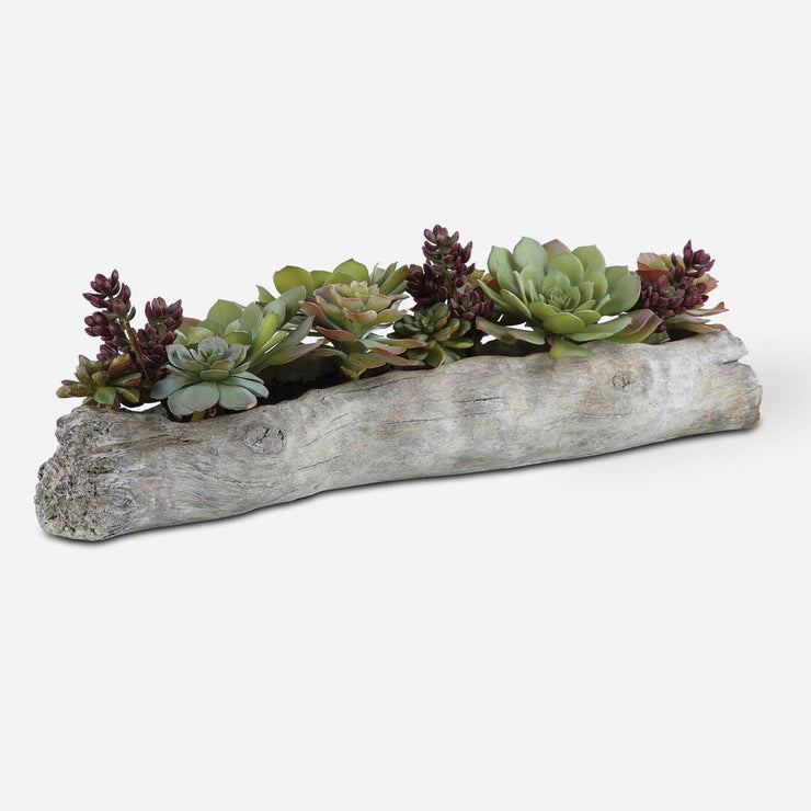 Uttermost Charita Succulents Botanicals