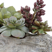 Uttermost Charita Succulents Botanicals
