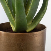 Uttermost Arabia Aloe Planter Botanicals