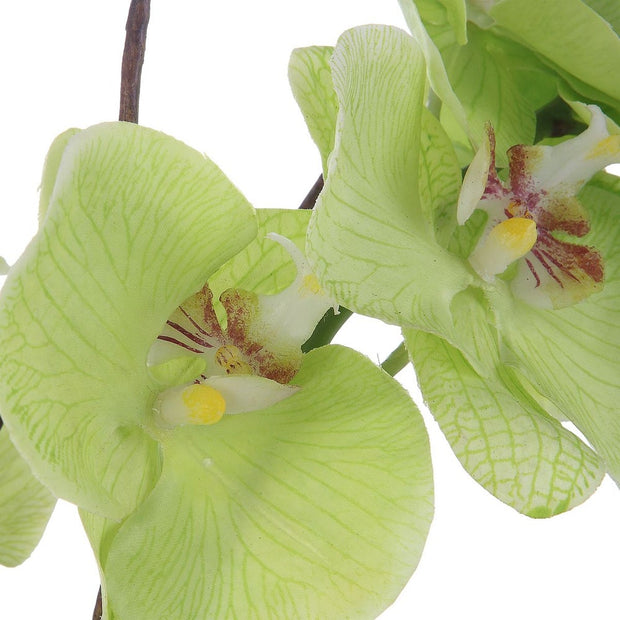 Uttermost Valdive Orchid Botanicals