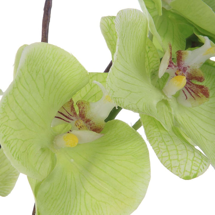 Uttermost Valdive Orchid Botanicals