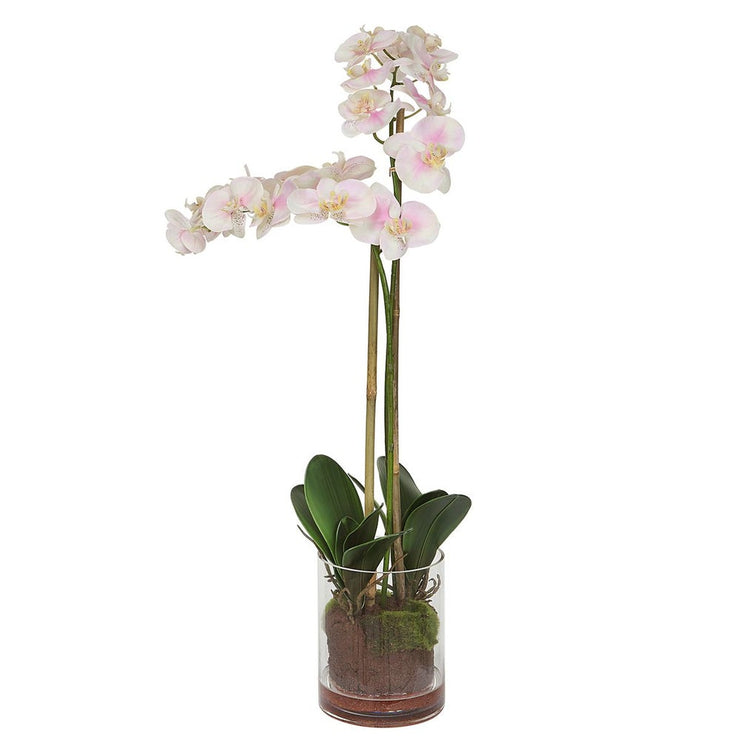 Uttermost Blush Orchid Botanicals