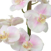 Uttermost Blush Orchid Botanicals
