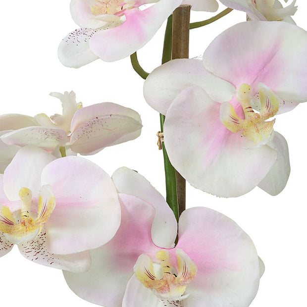 Uttermost Blush Orchid Botanicals