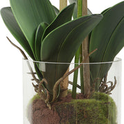 Uttermost Blush Orchid Botanicals