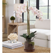 Uttermost Blush Orchid Botanicals