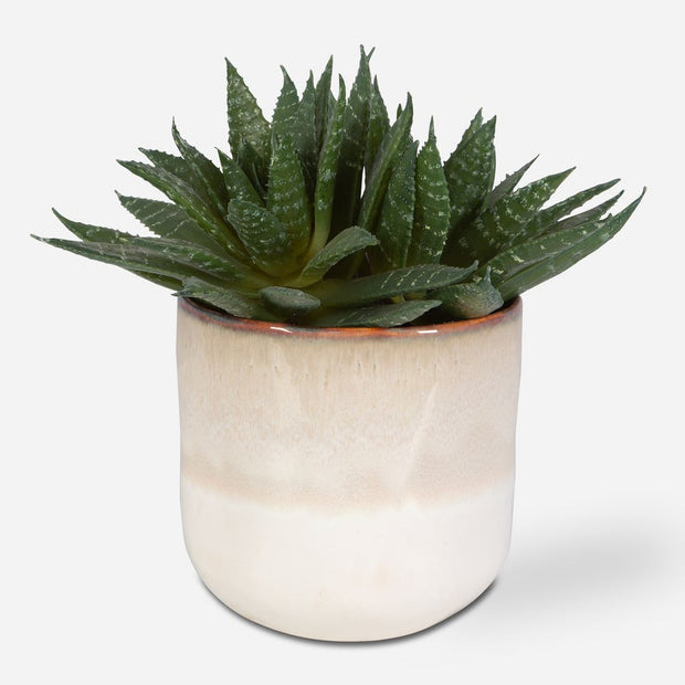 Uttermost Doha Succulent Accent Botanicals