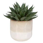 Uttermost Doha Succulent Accent Botanicals