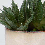 Uttermost Doha Succulent Accent Botanicals