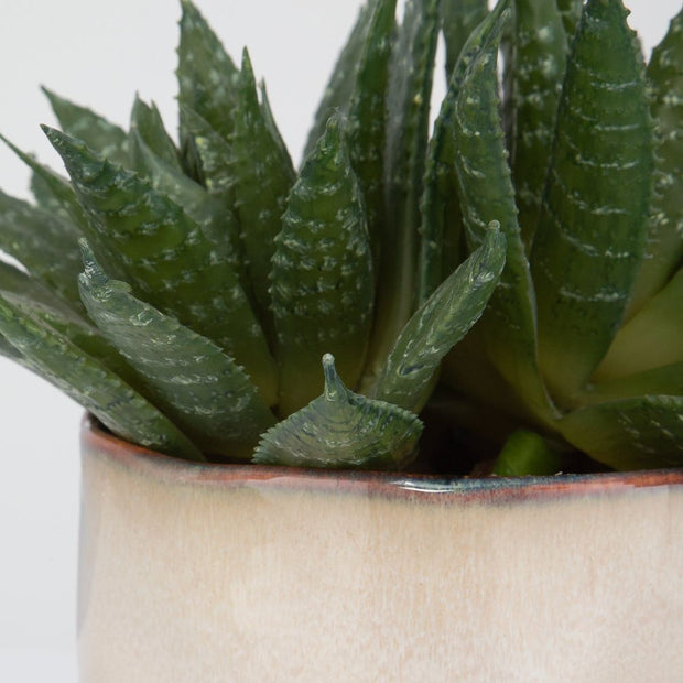 Uttermost Doha Succulent Accent Botanicals